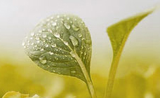 Sumitomo Seika住友(yǒu)精化(huà)